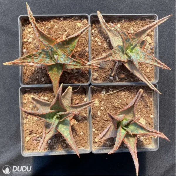 Aloe Flamingo - Image 1