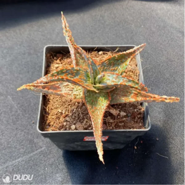 Aloe Flamingo - Image 3