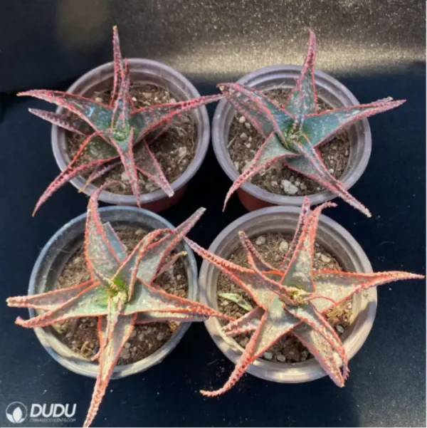 1756114351-1-2949.webp Aloe Christmas Vera - Image 1