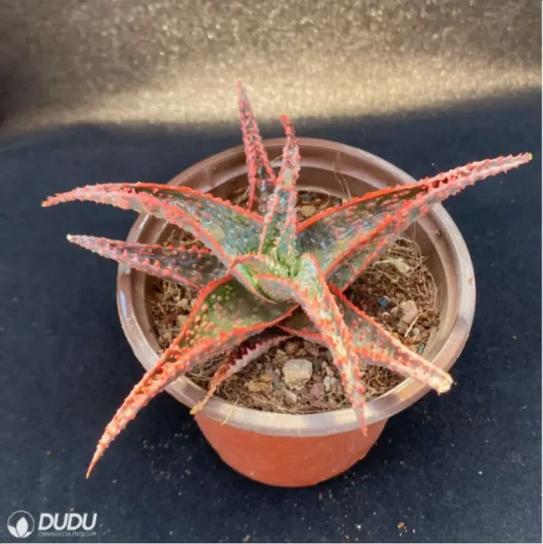 1756114352-3-580.webp Aloe Christmas Vera - Image 3