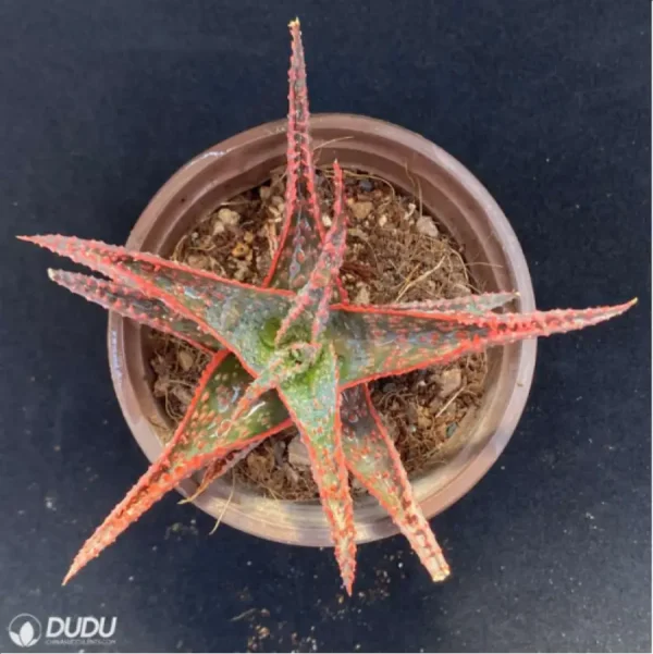 1756114353-4-395.webp Aloe Christmas Vera - Image 4