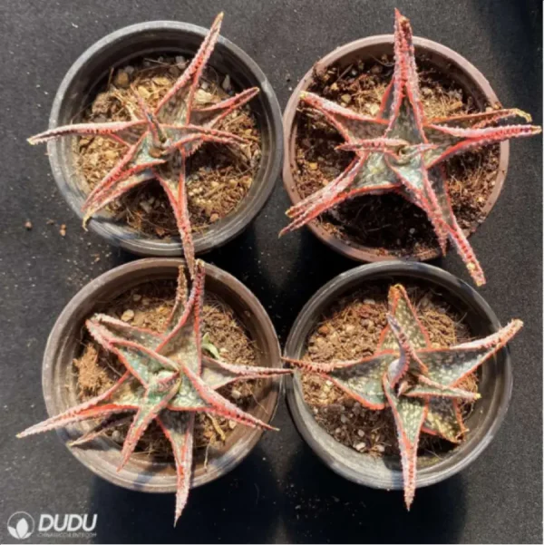 1756114354-1-2948.webp Aloe Downey Vera - Image 1