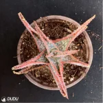 Aloe Downey Vera - Image 2