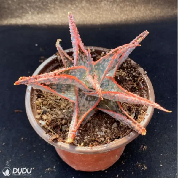 Aloe Downey Vera - Image 3