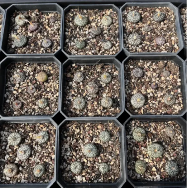 1756114357-1-2947.webp Conophytum-obcordellum - Image 1
