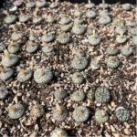 Conophytum-obcordellum - Image 2