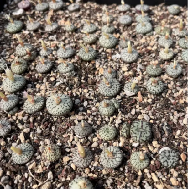Conophytum-obcordellum - Image 2