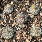 Conophytum-obcordellum - Image 3