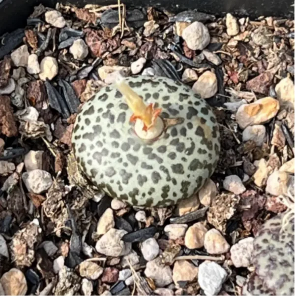 Conophytum-obcordellum - Image 4