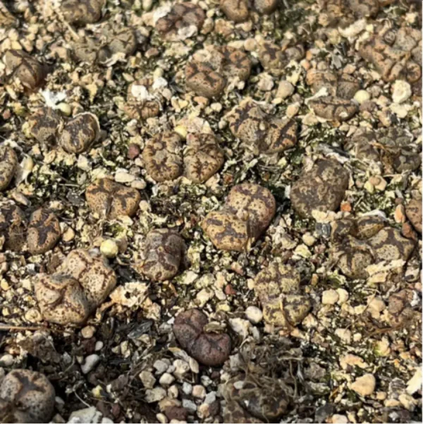 1756114360-1-2946.webp Conophytum-pellucidum 3Head/Pot - Image 1