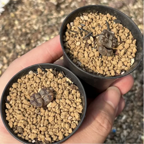 Conophytum-pellucidum 3Head/Pot - Image 2