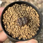 Conophytum-pellucidum 3Head/Pot - Image 3