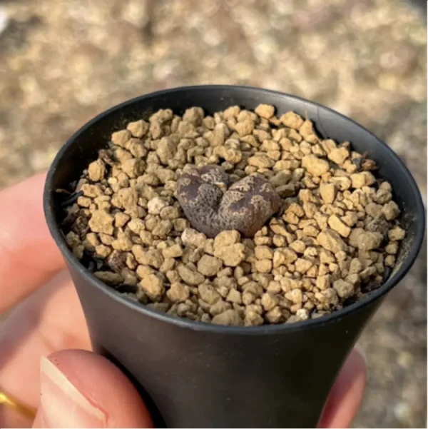 Conophytum-pellucidum 3Head/Pot - Image 4