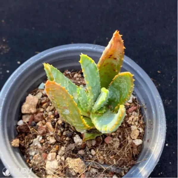 Aloe dichotoma Masso - Image 1