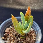 Aloe dichotoma Masso - Image 2