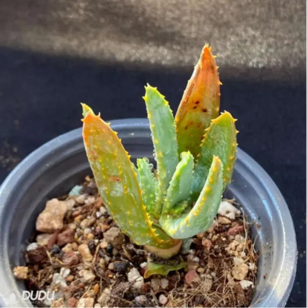 Aloe dichotoma Masso - Image 2