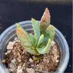 Aloe dichotoma Masso - Image 3