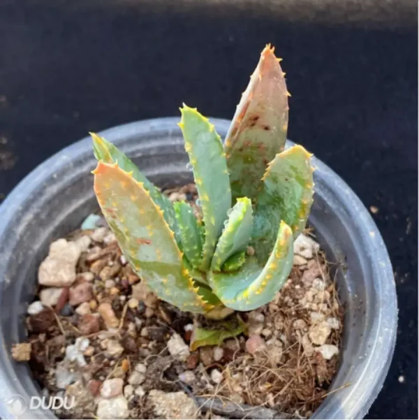 Aloe dichotoma Masso - Image 3