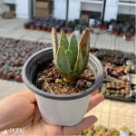 Aloe dichotoma Masso - Image 4