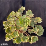 Aeonium Qingyi Variegated Cluster