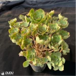 Aeonium Qingyi Variegated Cluster - Image 2