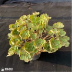 Aeonium Qingyi Variegated Cluster - Image 4