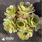 Aeonium Linlang variegated cluster