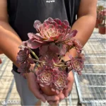Aeonium Red King Kong Variegated Cluster