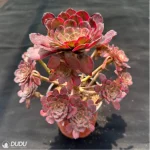 Aeonium Red King Kong Variegated Cluster - Image 2