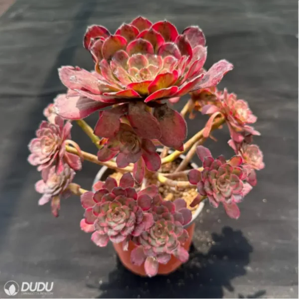 Aeonium Red King Kong Variegated Cluster - Image 2