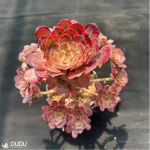 Aeonium Red King Kong Variegated Cluster - Image 3