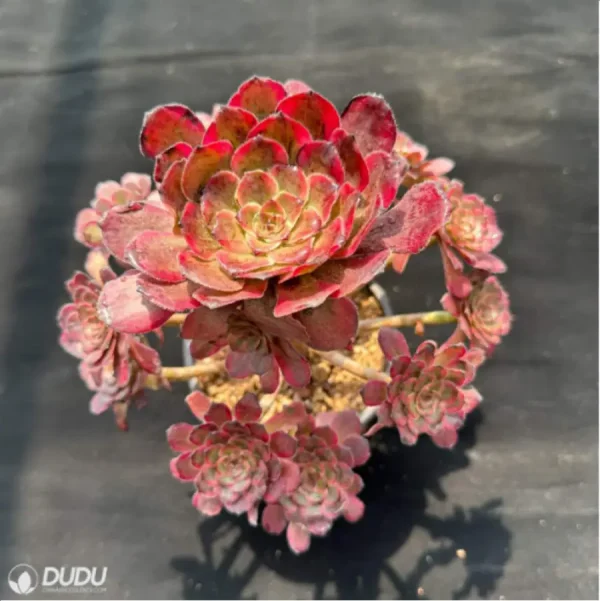 Aeonium Red King Kong Variegated Cluster - Image 3