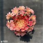 Aeonium Red King Kong Variegated Cluster - Image 4