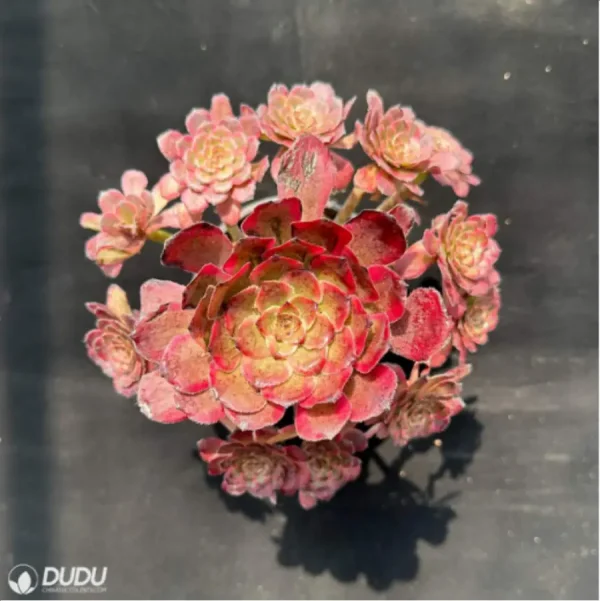 Aeonium Red King Kong Variegated Cluster - Image 4
