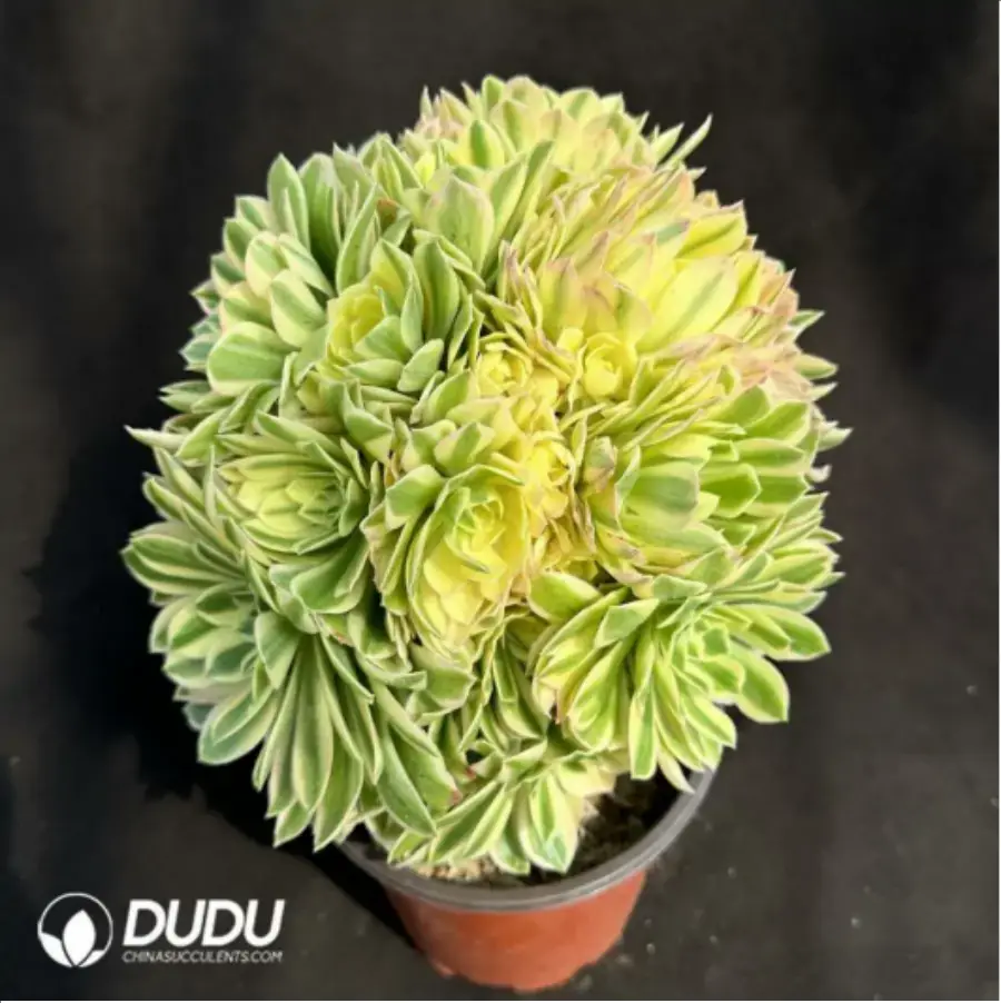 1756114385-1-2365.webp Aeonium Yanning variegated cluster - Image 1