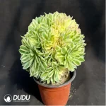 Aeonium Yanning variegated cluster - Image 2