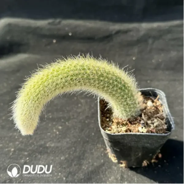 1756114387-1-2459.webp CleistoCactus-winteri.Monkey Tail Cactus - Image 1