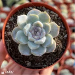 Echeveria Snow Rabbit Hamburg