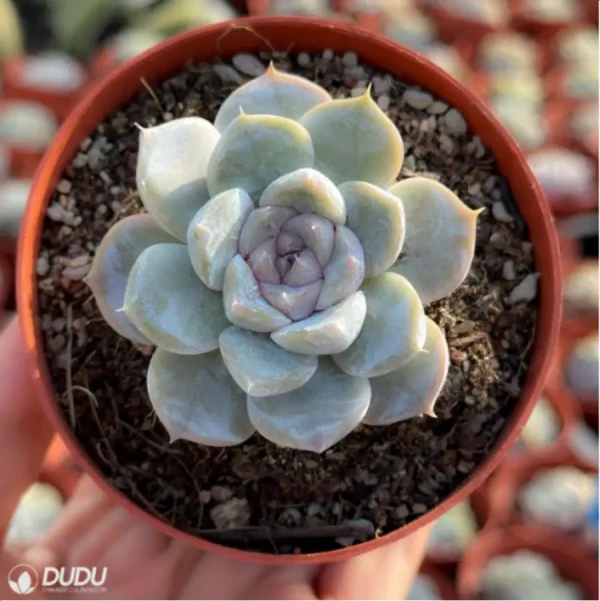 1756114391-1-2933.webp Echeveria Snow Rabbit Hamburg - Image 1