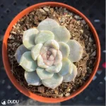 Echeveria Snow Rabbit Hamburg - Image 2