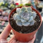 Echeveria Snow Rabbit Hamburg - Image 3