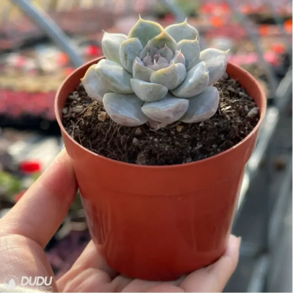 1756114393-4-381.webp Echeveria Snow Rabbit Hamburg - Image 4