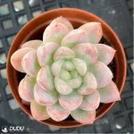 Echeveria Athena