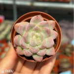 Echeveria Athena - Image 2