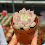 Echeveria Athena - Image 3