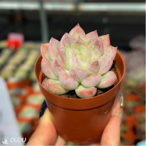 Echeveria Athena - Image 3