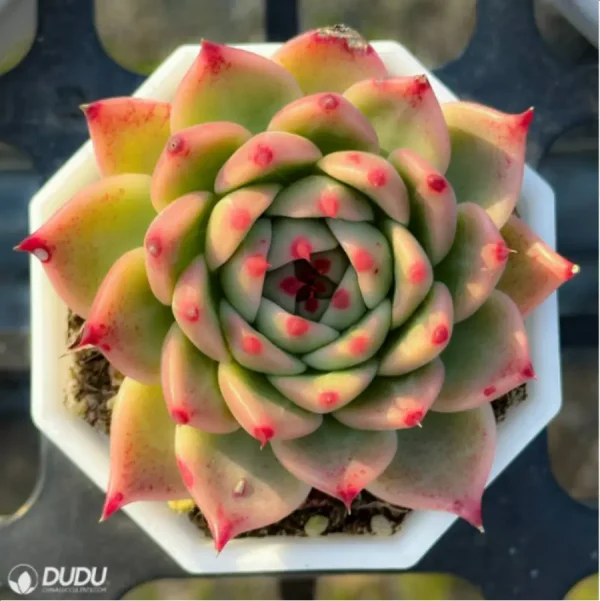 Echeveria Tosca - Image 1