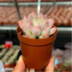 Echeveria Athena - Image 4