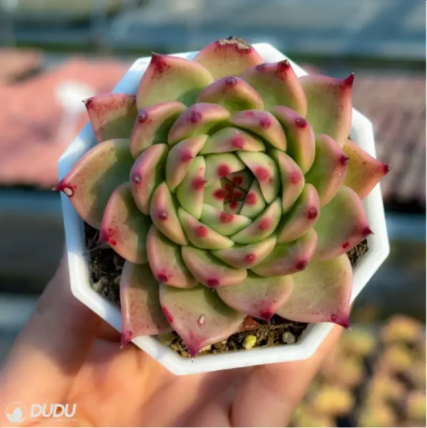Echeveria Tosca - Image 2
