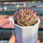 Echeveria Tosca - Image 4